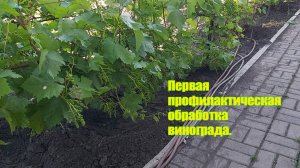Первая обработка винограда | Обработка винограда