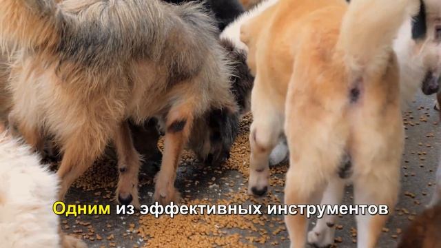 Как научить собаку жевать еду