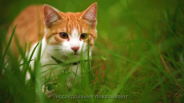 Почему Кошка Сидит у Порога Это Защита от Злых Духов! смотреть онлайн