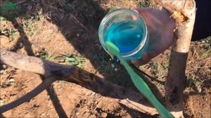 Как лечить камедетечение (гоммоз) - 7 дач