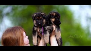 щенки немца 2025