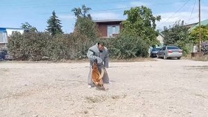 Дрессировка бельгийской овчарки. Защита с Малинуа.