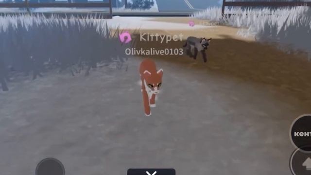 ”коты воители“ “1 часть“ “глава 1“ #роблокс #история смотреть онлайн