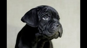 Щенки Кане Корсо. Продажа.