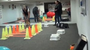 311.Американский булли.Подготовка к выставке.