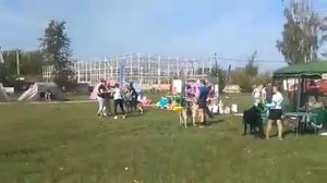 Восточноевропейская овчарка, ВЕО, выставка собак, Аль?