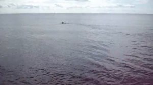 грозный лай и любимая палка золотистого ретривера