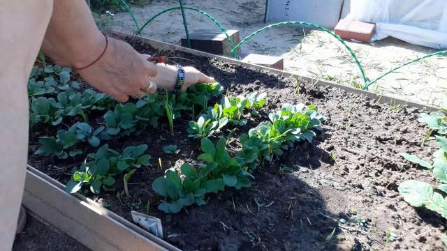 ВСЕ Сожгла Деревья Вишни посадила КАРТОШКА ПОЯВИЛАСЬ Вкусный завтрак из своего огорода