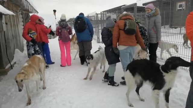 Экскурсия в питомник русских псовых борзых.