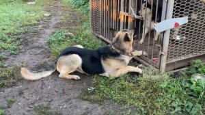 Неуправляемый кобель / возбужденная собака / сила и зо?