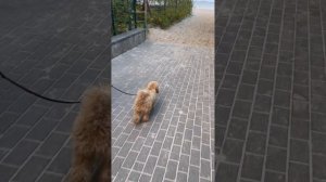 Видеодневник как рос карликовый пудель от одного меся