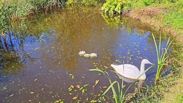 Необычная еда для немецкой овчарки.#germanshepherd #foodfordogs смотреть онлайн