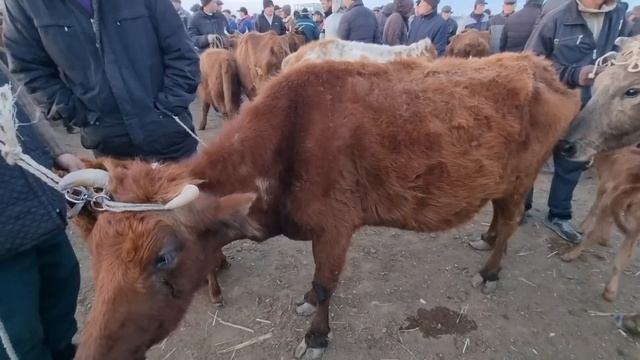 19-МАРТ 2023/ХОЖЕЛИ МАЛ БАЗАРЫ/СКОТНЫЙ РЫНОК/BUQALAR/BIG BULLS IN THE WORLD/BIG COW/РЕКОРД БЫК