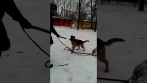 Порт. Немецкая овчарка. В добрые руки