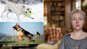🐕📝🐾 Лабрадор VS немецкая овчарка