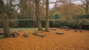 Почему важно очищать приствольный круг у деревьев осенью - Деревья