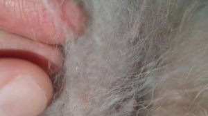 Как лечить комедоны у  собак?