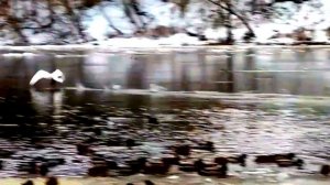 Ободзинский В. "Белые крылья". Ностальгия. Obodzinsky V. "White wi