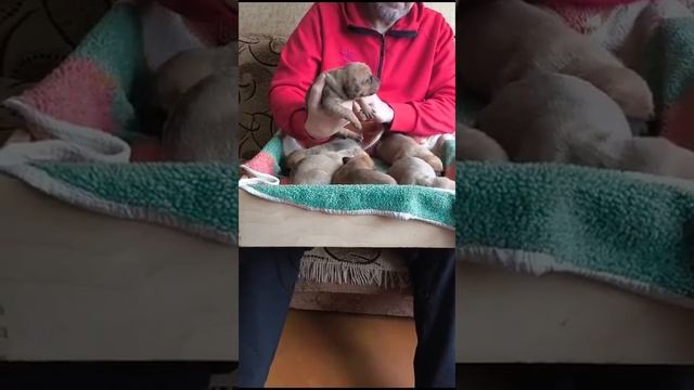 Щенки бандоги тоса ино  питбуль