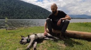 Миттельшнауцер Файт. 3 года удовольствия.