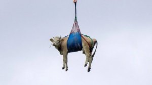 Летающая корова над швейцарскими Альпами: из-за угрозы оползня в стране эвакуируют домашний скот