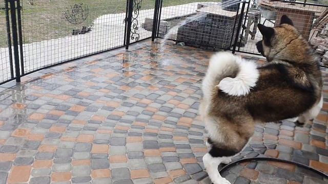 Американская Акита, мальчик 7 месяцев в поисках лучшег смотреть онлайн