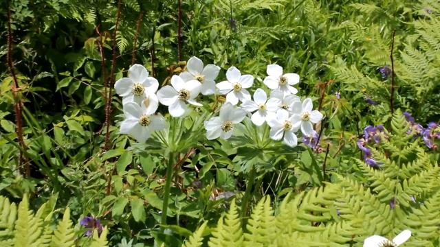 Прогулка 2: Скалка смотреть онлайн