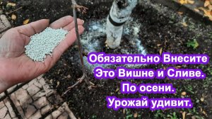 Внесите Осенью Сливе и Вишне Это. Урожай удивляет. Деревья дадут крупные плоды и шикарный вкус.
