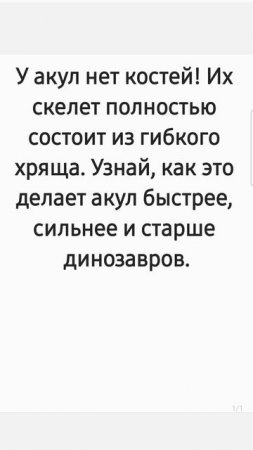 Из чего состоит скелет акулы? Факт за фактом