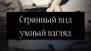 "Вальс Земли" | оригинальная песня Самашрум