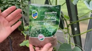 Листья огурцов никогда не будут желтеть, если сделать эту подкормку