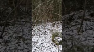 Норвежская лосиная лайка,не реальная охота на лося.в т