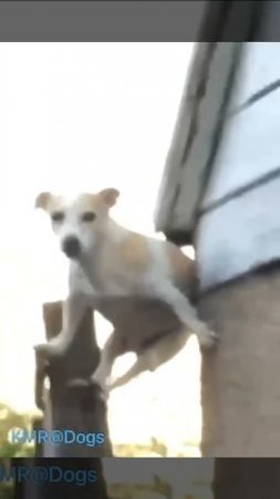 Побег не удался😂 ( видео про собак )