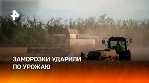 Весенние заморозки сократят урожай черешни и пшеницы