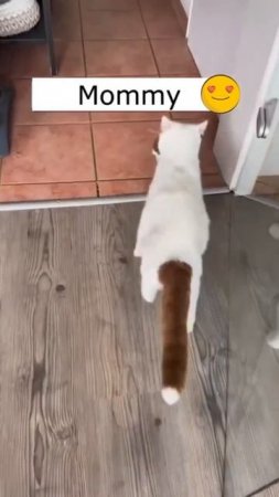 Мама принесла котенка в свой уголок 🤩❤️😉🐈