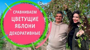 Обзор и сравнение яблонь декоративных во время цветения