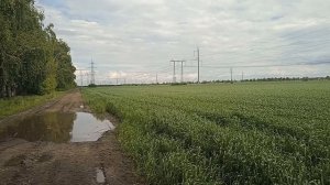 У наших собак отдых на море.