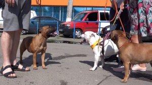 👍Весёлые собаки Стаффбули. Одесса. Staffbuels. Odessa.