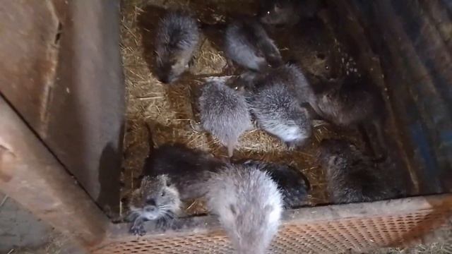 Черныш - злится, Сварщик - буянит, самцы - дерутся! Вода ? смотреть онлайн