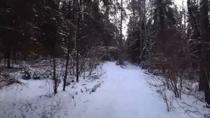 Охота с Русскими гончими на зайца 20 февраля 2025