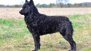 Хорватская овчарка