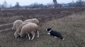 Работа бордер колли с овцами. Тренировка Чойс.