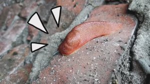 Слизни в колодце - избавиться или пусть сидят