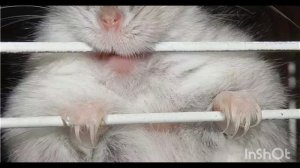 Урок 11.Зубки хомячка. 🐹🐹🐹