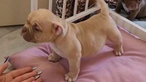 Нежнейший окрас, в будущем два в одном, нежный качек😁?