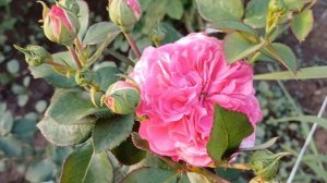 Роза Baronesse (Флорибунда, Tantau, Германия, 2009) 02 июля 2024 от Розы Вдохновения