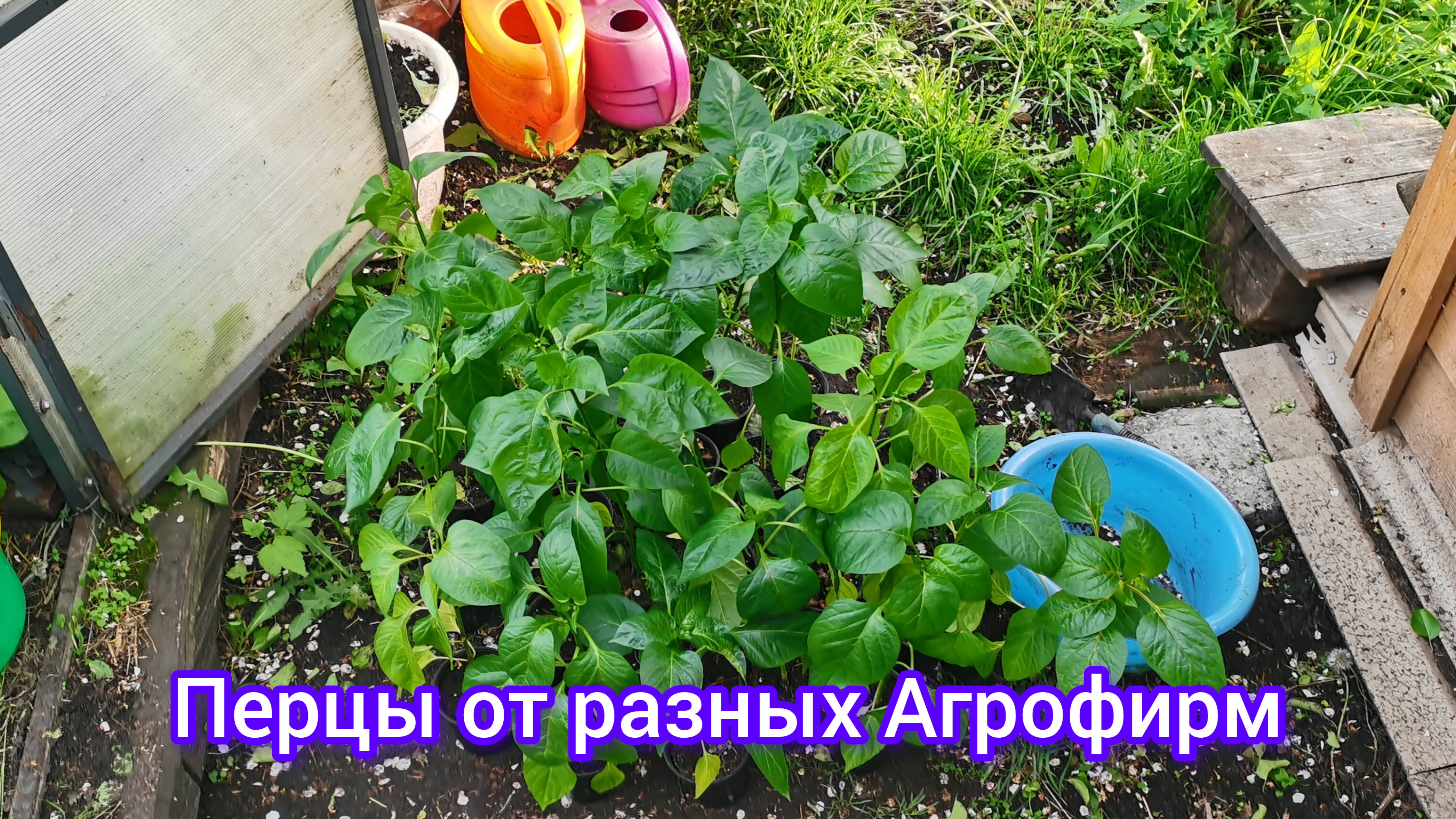 Срочно высаживаю перцы! Отменяю все посадки в огороде из-за заморозков.