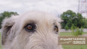 Секреты породы. Ирландский волкодав // #приВЕТАХМЕД