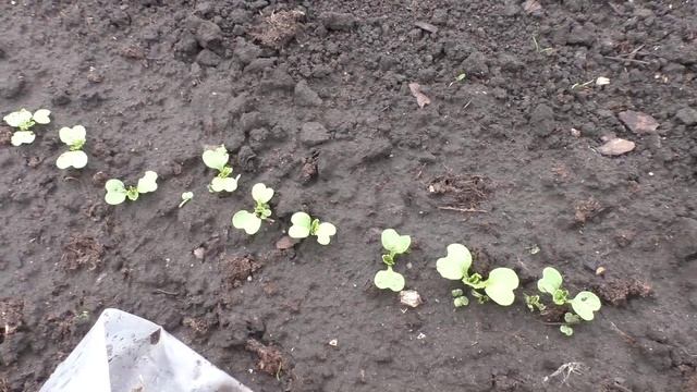 Всходы моих 16 сортов капусты