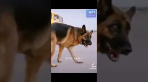 хозяин бросил свою собаку на аэропорту😰 фильм"пальма